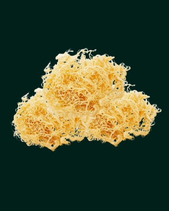 ALGUE SEA MOSS